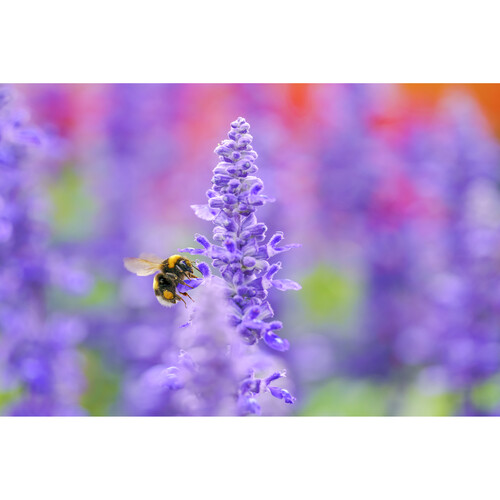Sigma 105mm f/2.8 DG DN Macro Art Lens for Sony - Image 9