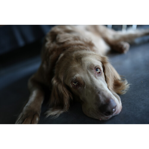 Sony A7C II Mirrorless - Image 17