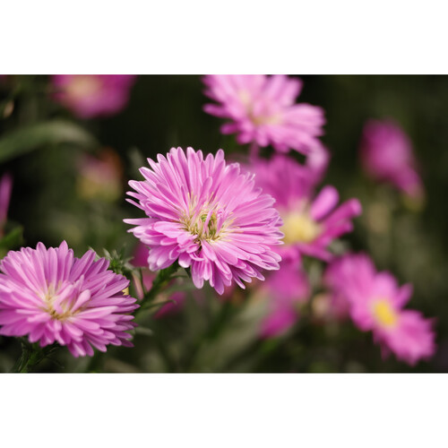Canon RF-S 55-210mm f/5-7.1 IS STM Lens - Image 10