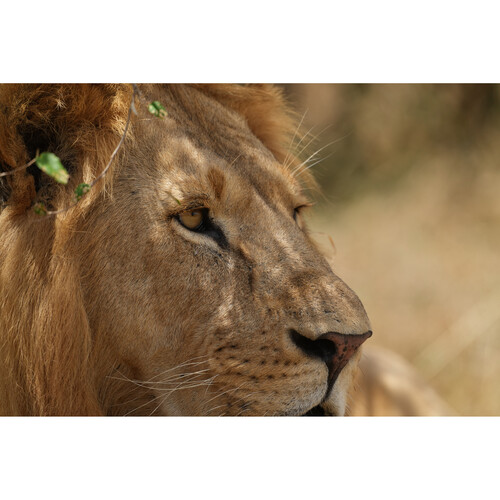 Sony FE 300mm f/2.8 GM OSS Lens - Image 2