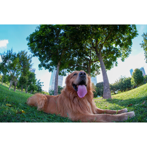 TTArtisan 7.5mm f/2 Fisheye Lens (Leica L) - Image 32
